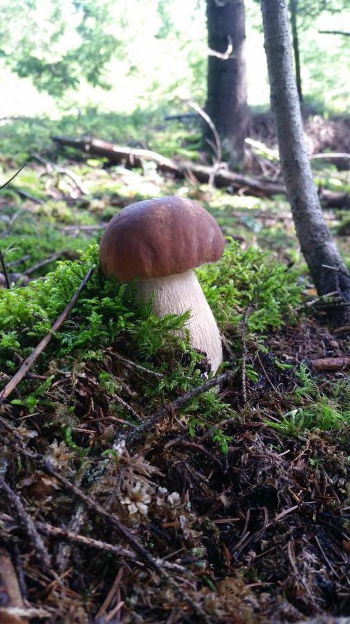 Vila Rhea Važec Esterno foto